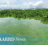Project utilizes nuclear science to assess toxic algae threat in Laguna Lake